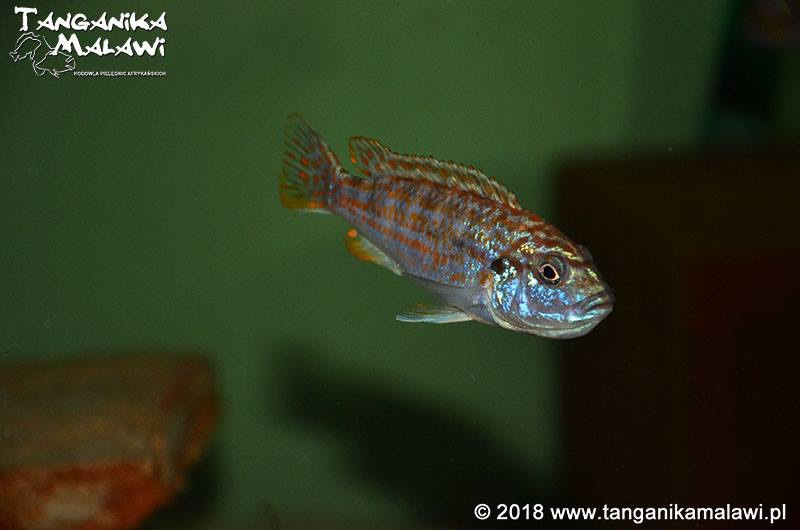 Labidochromis joanjohnsonae 'Likoma Island'